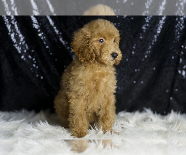 Medium Photo #2 Goldendoodle (Miniature) Puppy For Sale in WARSAW, IN, USA