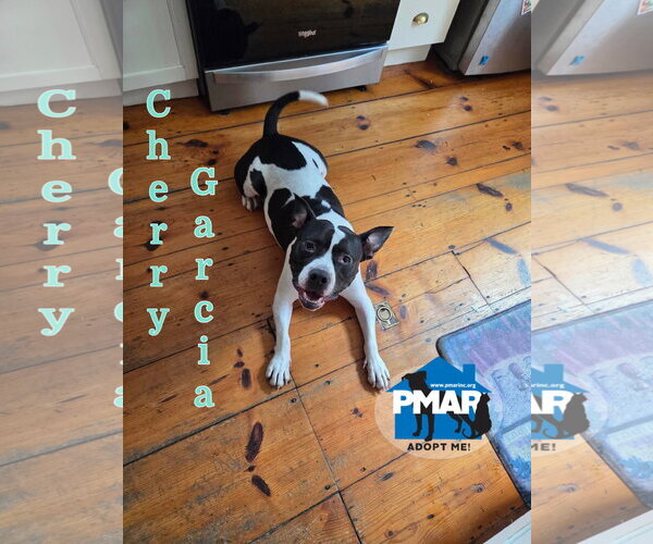 Medium Photo #1 Mutt Puppy For Sale in Binghamton, NY, USA