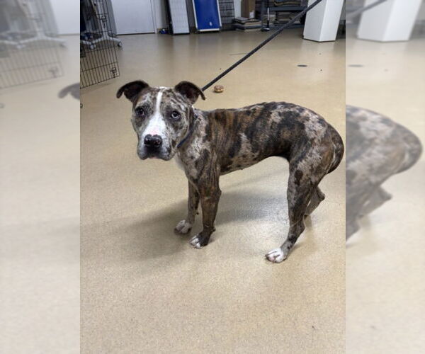 Medium Photo #1 American Pit Bull Terrier Puppy For Sale in Derwood, MD, USA