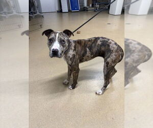 American Pit Bull Terrier Dogs for adoption in Derwood, MD, USA