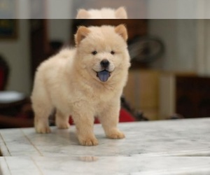 Chow Chow Puppy for sale in INGLEWOOD, CA, USA