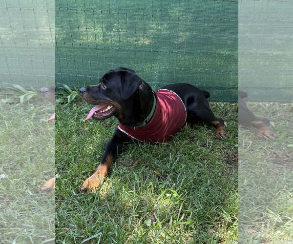 Medium Photo #3 Rottweiler Puppy For Sale in Mooresville, NC, USA