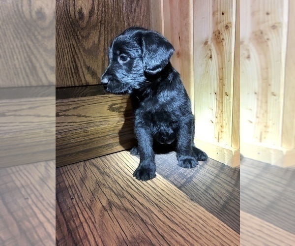Medium Photo #16 Labradoodle Puppy For Sale in ROBERTA, GA, USA