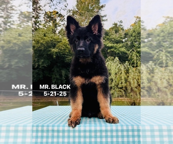 Medium Photo #2 German Shepherd Dog Puppy For Sale in GADSDEN, AL, USA