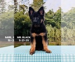 Small #1 German Shepherd Dog