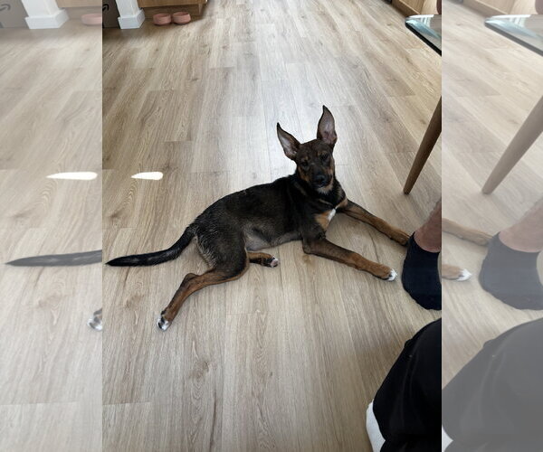 Medium Photo #3 Mutt Puppy For Sale in Bellevue, WA, USA