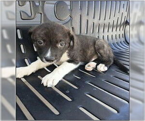 Border Collie-Chihuahua Mix Dogs for adoption in Frisco, CO, USA