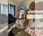 Small #3 Great Dane
