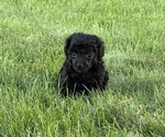 Puppy Puppy 2 Poodle (Toy)