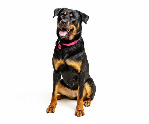 Medium Photo #8 Rottweiler-Unknown Mix Puppy For Sale in Cary, NC, USA