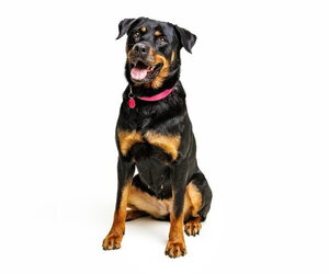 Abby - Female Rottweiler-Unknown Mix Dog for Adoption - Photo #8
