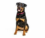 Small Photo #8 Rottweiler-Unknown Mix Puppy For Sale in Cary, NC, USA