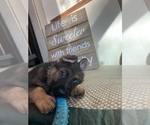 Small Photo #24 German Shepherd Dog Puppy For Sale in UNIVERSITY PL, WA, USA