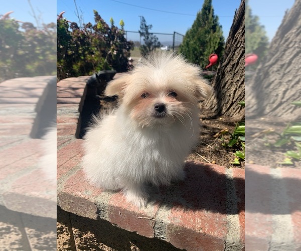 Medium Photo #7 Pom-A-Poo Puppy For Sale in TEMECULA, CA, USA