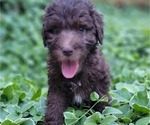 Puppy Puppy 4 Bernedoodle