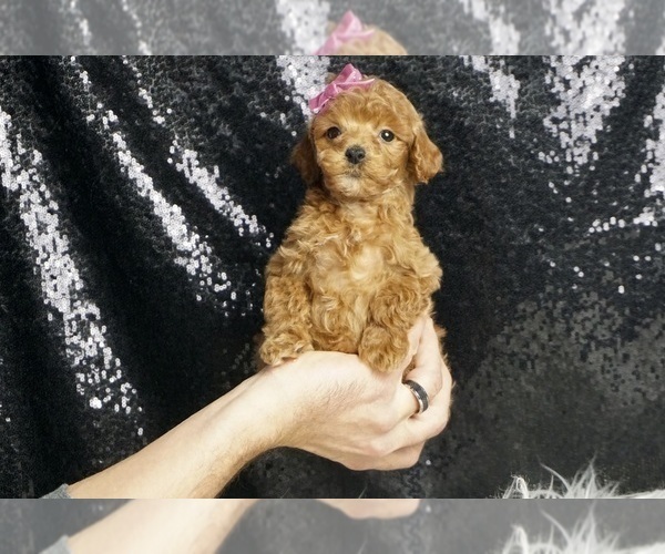 Medium Photo #40 Poodle (Toy) Puppy For Sale in WARSAW, IN, USA