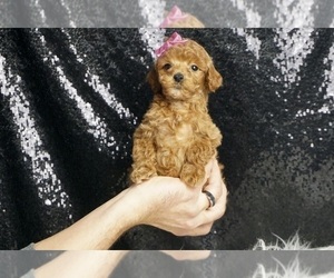 Medium Poodle (Toy)