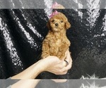 Puppy Blissey AKC Poodle (Toy)