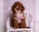 Small Photo #80 Maltipoo (Miniature) Puppy For Sale in WARSAW, IN, USA