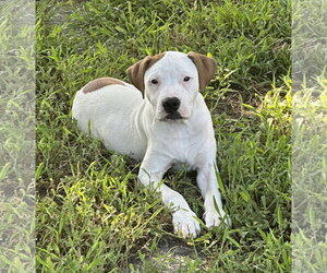 Apricot - Male American Pit Bull Terrier-Unknown Mix Dog for Adoption - Photo #5