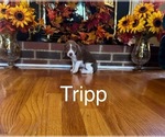 Puppy Tripp Beagle