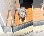 Small Photo #1 American Bully Puppy For Sale in CUYAHOGA FALLS, OH, USA