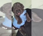 Image preview for Ad Listing. Nickname: Puppy dogs