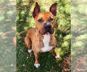 Boxer-Unknown Mix Dogs for adoption in Fremont, CA, USA