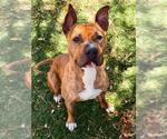 KUROMI - Female Boxer-Unknown Mix Dog for Adoption - Small photo