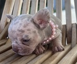 Small #13 French Bulldog