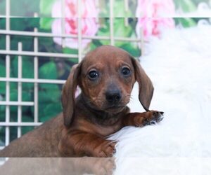Dachshund Puppy for sale in MARIETTA, GA, USA