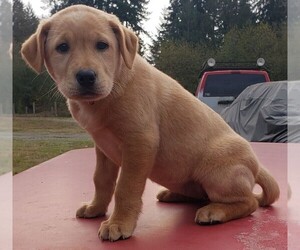Labrador Retriever Dog for Adoption in OLYMPIA, Washington USA