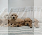 Small #5 Golden Retriever