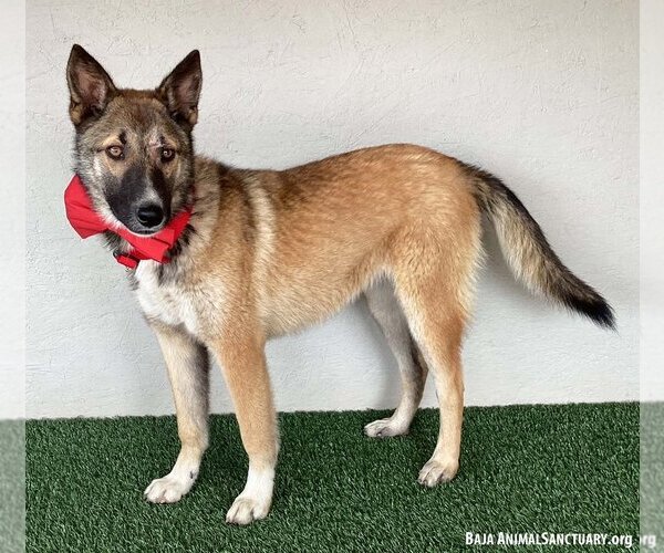 Medium Photo #3 German Shepherd Dog-Unknown Mix Puppy For Sale in San Diego, CA, USA
