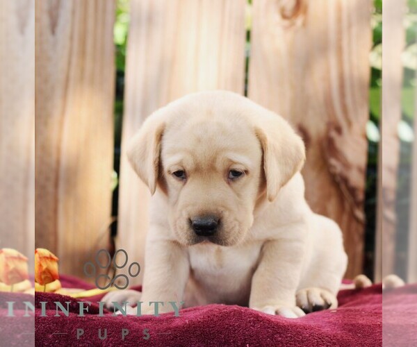 Medium Photo #5 Labrador Retriever Puppy For Sale in SHIPPENSBURG, PA, USA