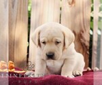 Ranger - Male Labrador Retriever Puppy for Sale - Photo #5