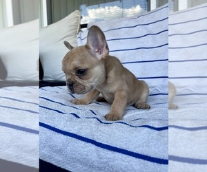 French Bulldog Puppy for sale in PRESCOTT, AZ, USA