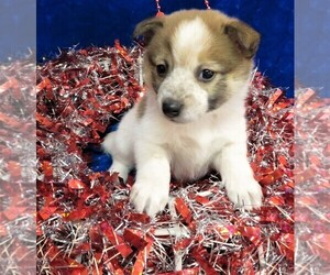 Pom-Shi Puppy for sale in HARTVILLE, MO, USA