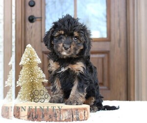 Cavapoo (Miniature) Puppy for sale in NARVON, PA, USA