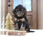 Small Cavapoo (Miniature)