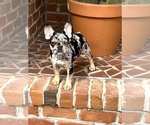 Small Photo #3 French Bulldog Puppy For Sale in CLINTON, NC, USA