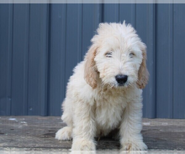 Medium Photo #1 Goldendoodle Puppy For Sale in BLOOMINGTON, IN, USA