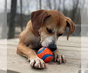 Sampson - Male Mutt Dog for Adoption - Photo #2