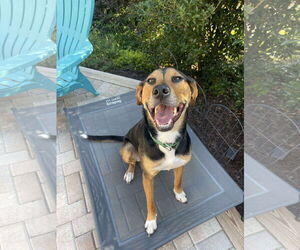 Mutt Dogs for adoption in Greensboro, NC, USA