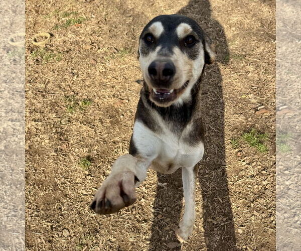 Medium Photo #2 Mountain Cur-Unknown Mix Puppy For Sale in Sparta, TN, USA