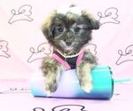 Small Photo #9 Pom-A-Poo Puppy For Sale in LAS VEGAS, NV, USA