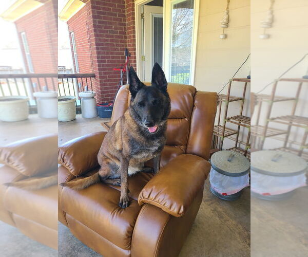 Medium Photo #3 Mutt Puppy For Sale in Stevens Point, WI, USA