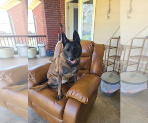 Keeran - KY - Female Mutt Dog for Adoption - Photo #3