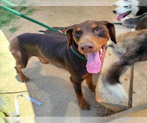 Doberman Pinscher Dogs for adoption in Long Beach, CA, USA