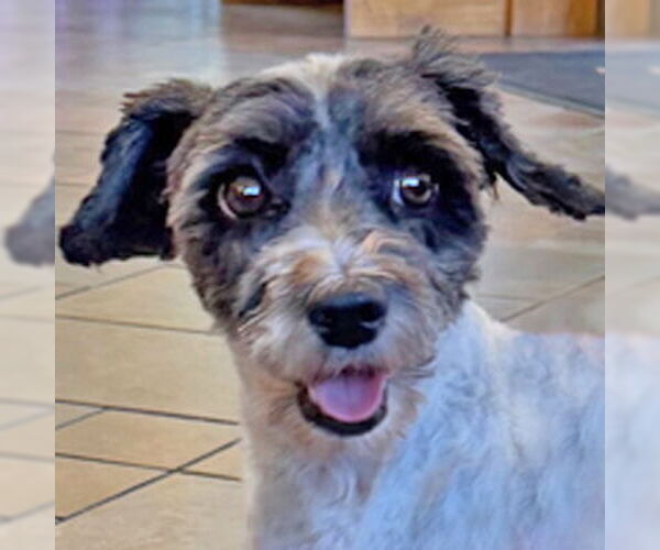 Medium Photo #6 Mutt Puppy For Sale in Arlington, VA, USA